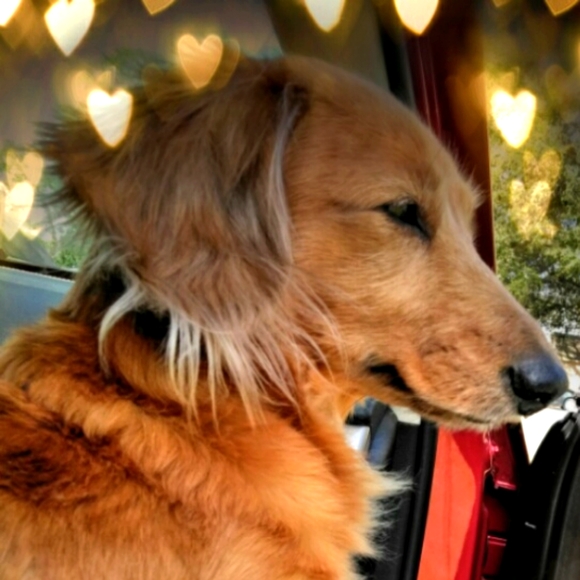 Meet your Posher, Joy - Picture 2 of 6